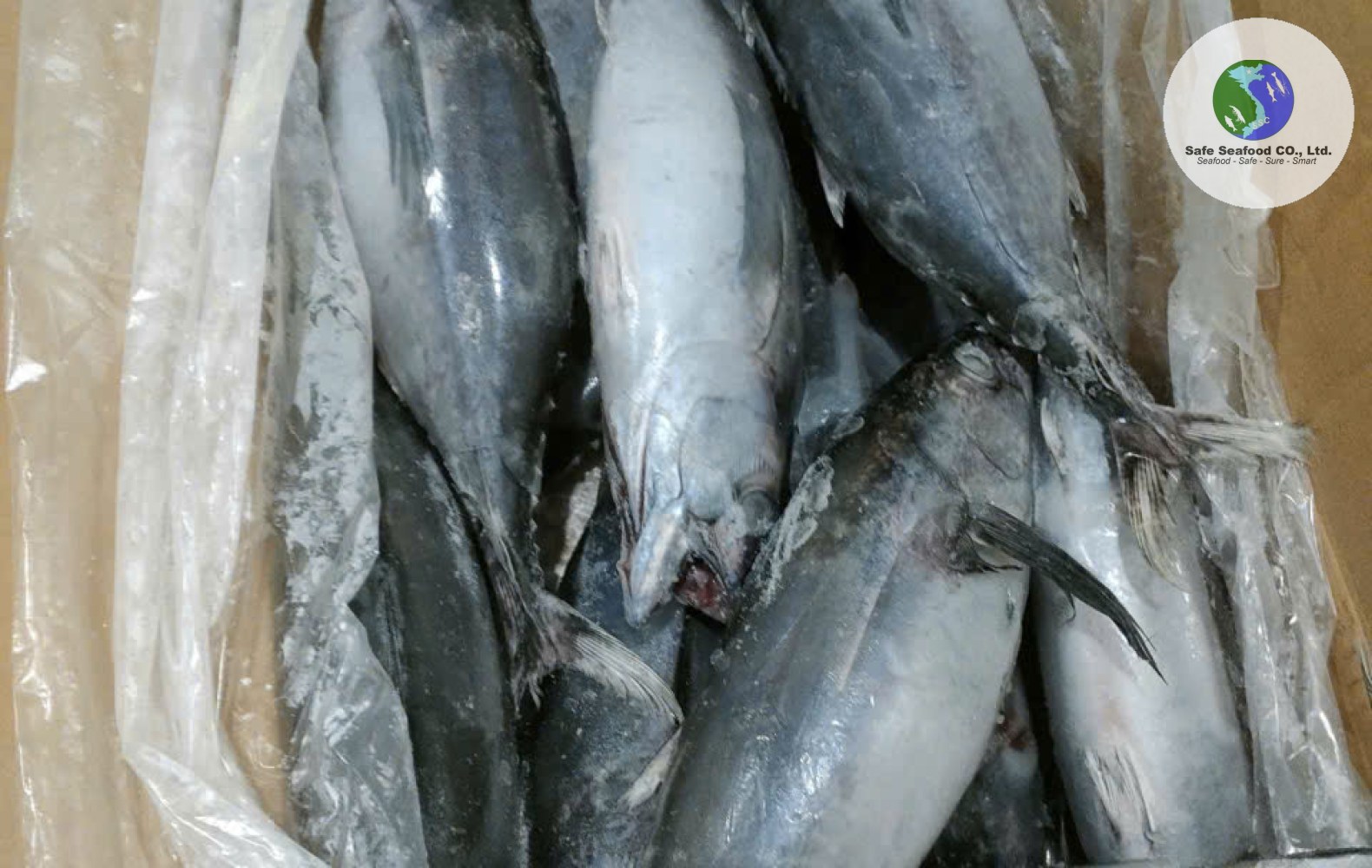 LONG TAIL TUNA