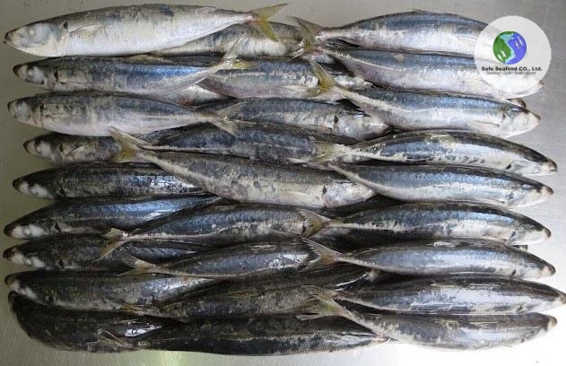 FROZEN MUROAJI FOR BAIT - SafeSeafood Vietnam