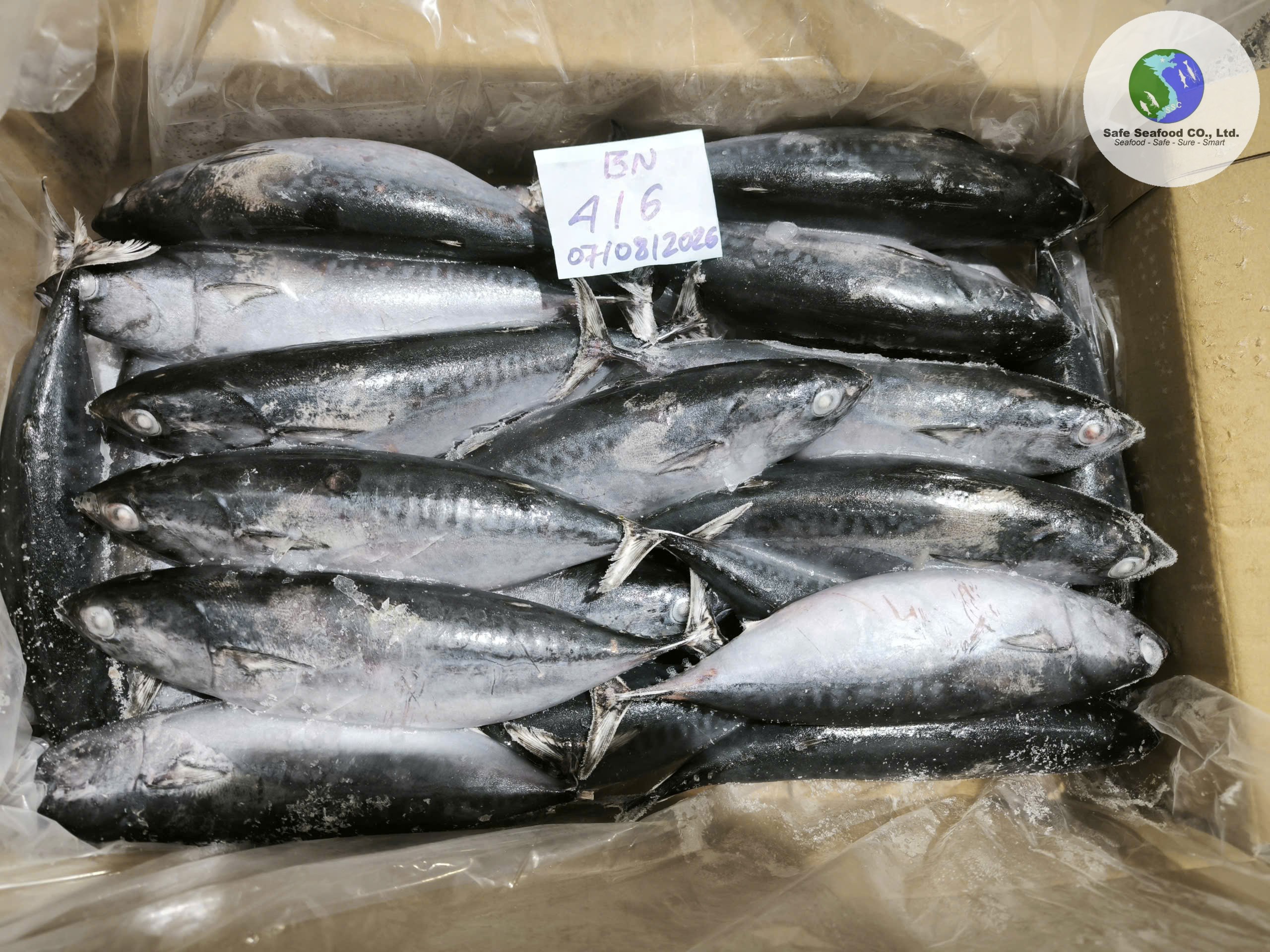 BULLET TUNA - SafeSeafood Vietnam