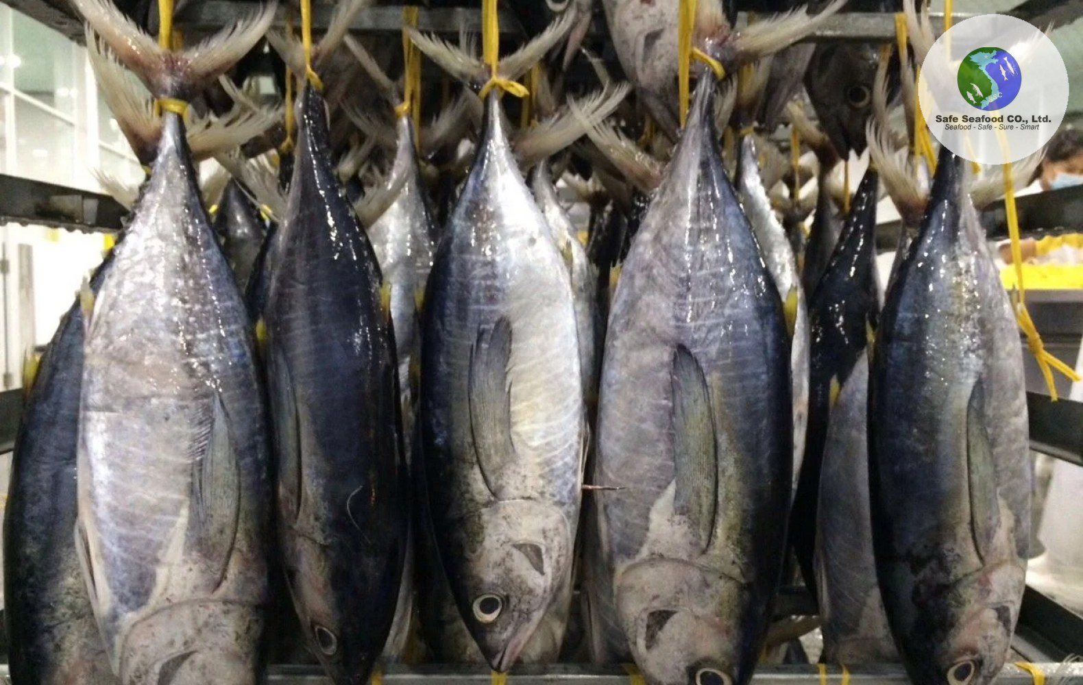 YELLOWFIN TUNA