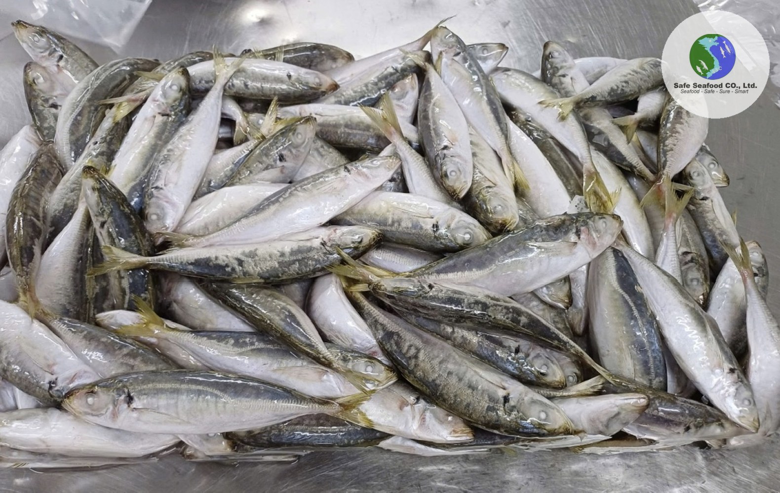 ROUND SCAD (FEMALE)