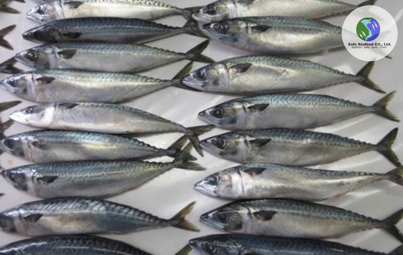 PACIFIC MACKEREL