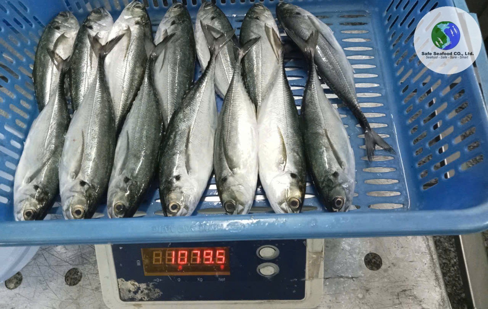HARDTAIL SCAD/HORSE MACKEREL