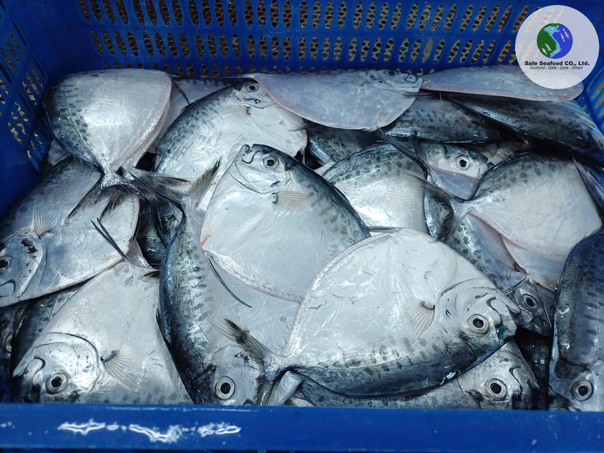 MOONFISH - SafeSeafood Vietnam
