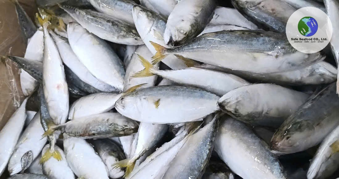 SHORT BODY MACKEREL
