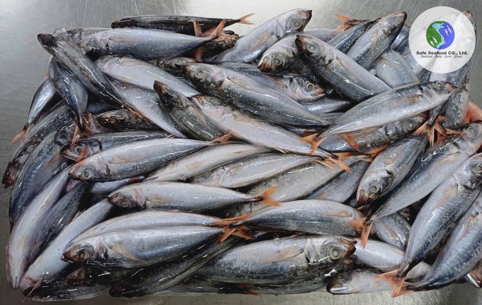 REDTAIL SCAD