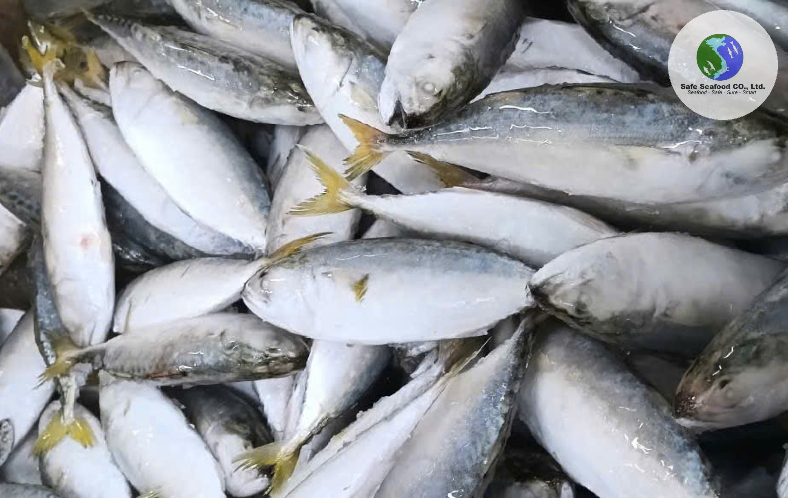 SHORT BODY MACKEREL