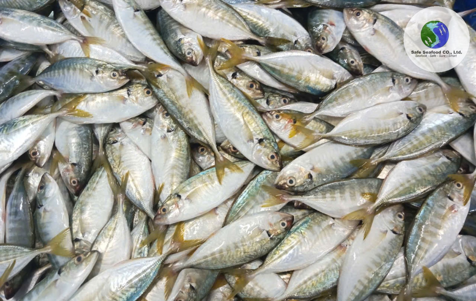 YELLOWTAIL SCAD