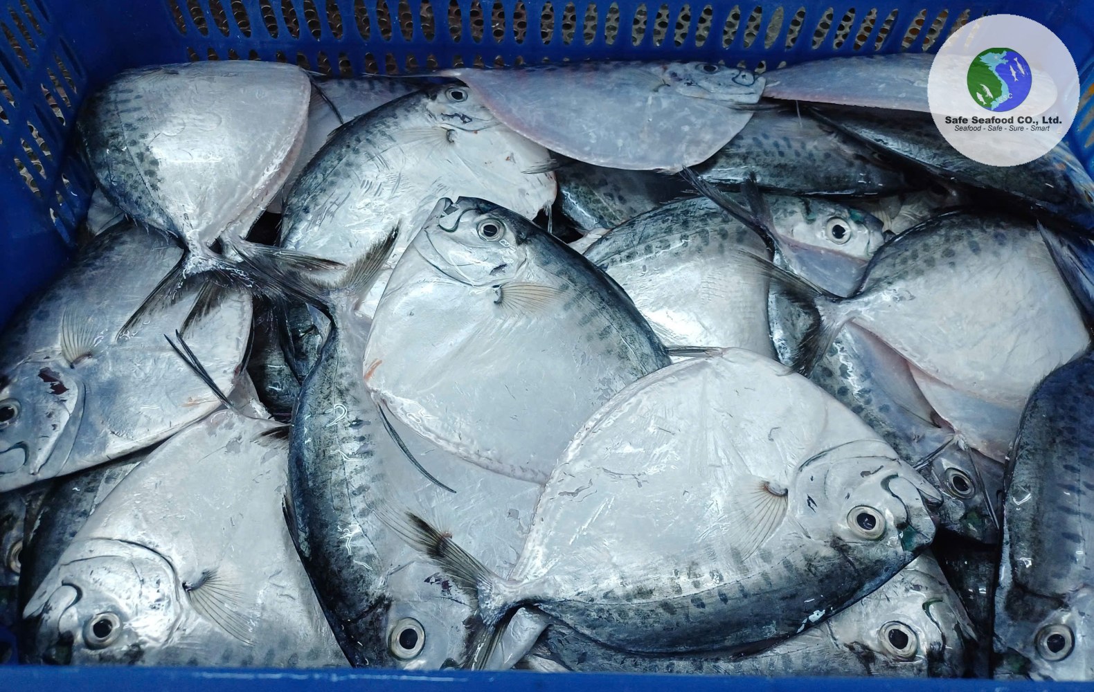 MOONFISH