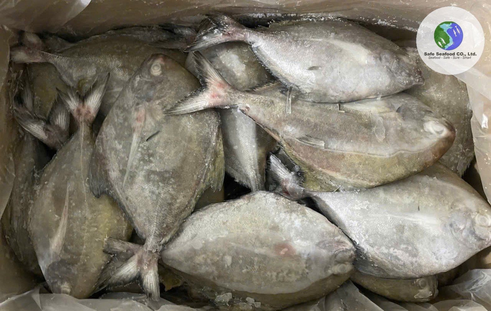 BLACK POMFRET