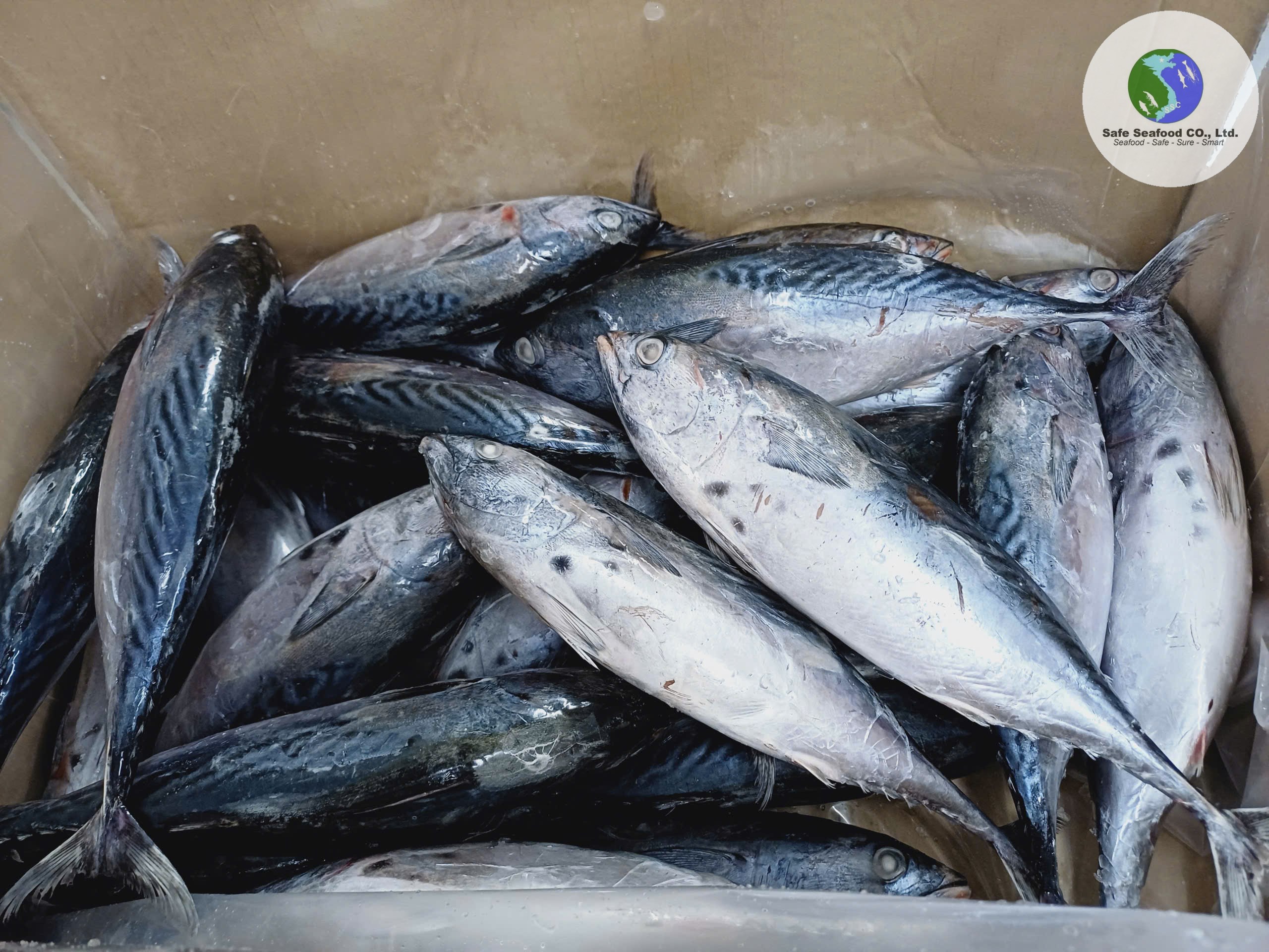 FRIGATE TUNA