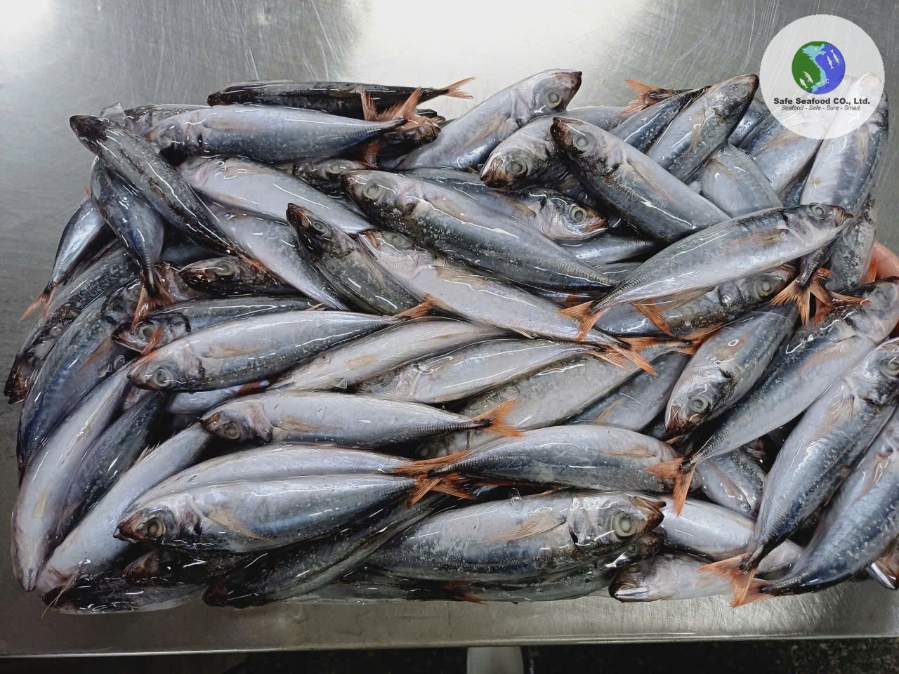 REDTAIL SCAD - SafeSeafood Vietnam