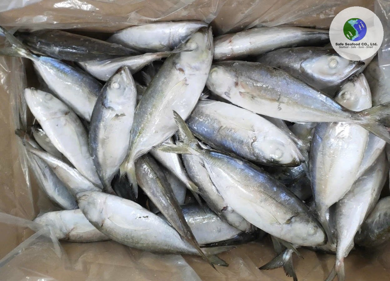BIG EYE SCAD