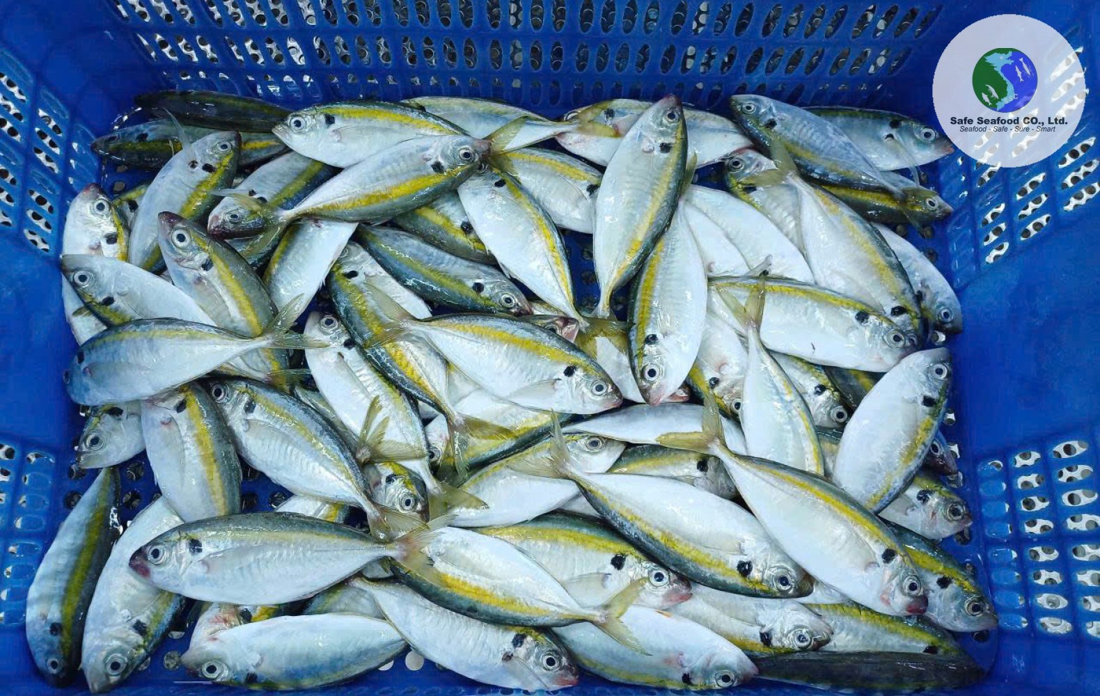 YELLOWSTRIPE SCAD