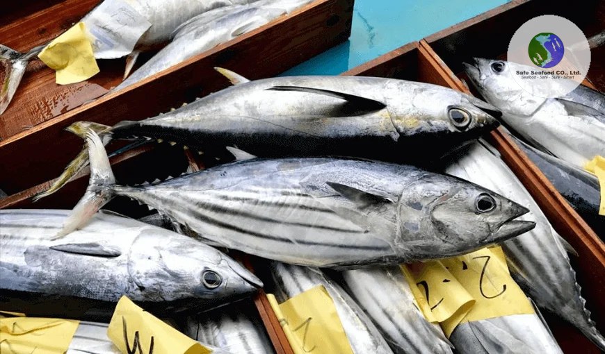 SKIPJACK TUNA - SafeSeafood Vietnam