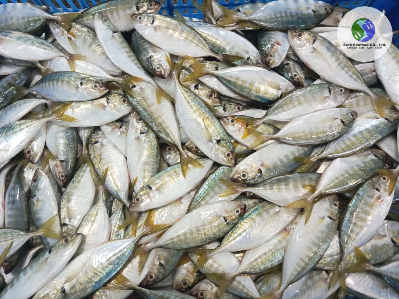 YELLOWTAIL SCAD - SafeSeafood Vietnam