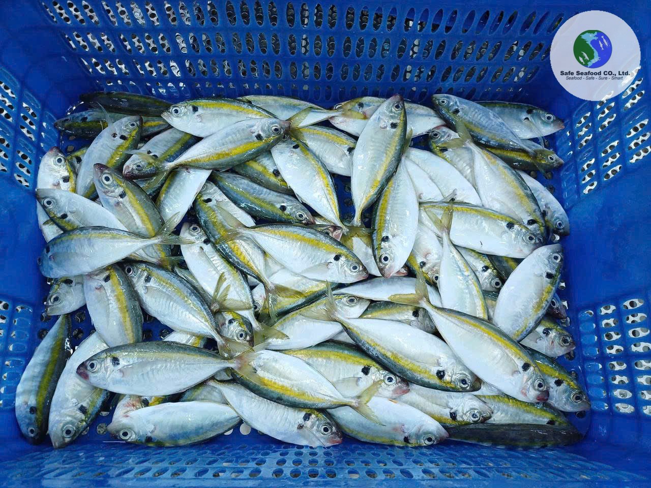 YELLOWSTRIPE SCAD - SafeSeafood Vietnam