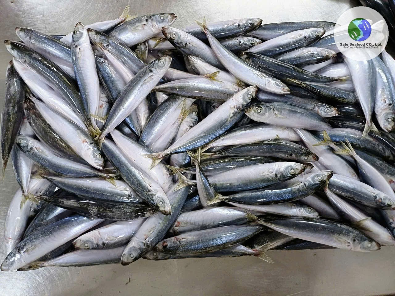 LAYANG SCAD (ROUND SCAD MALE) - SafeSeafood Vietnam