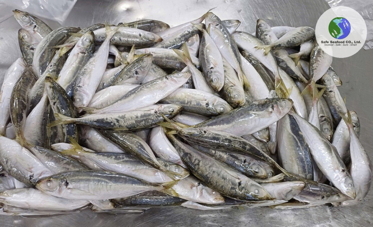 ROUND SCAD (FEMALE) - SafeSeafood Vietnam