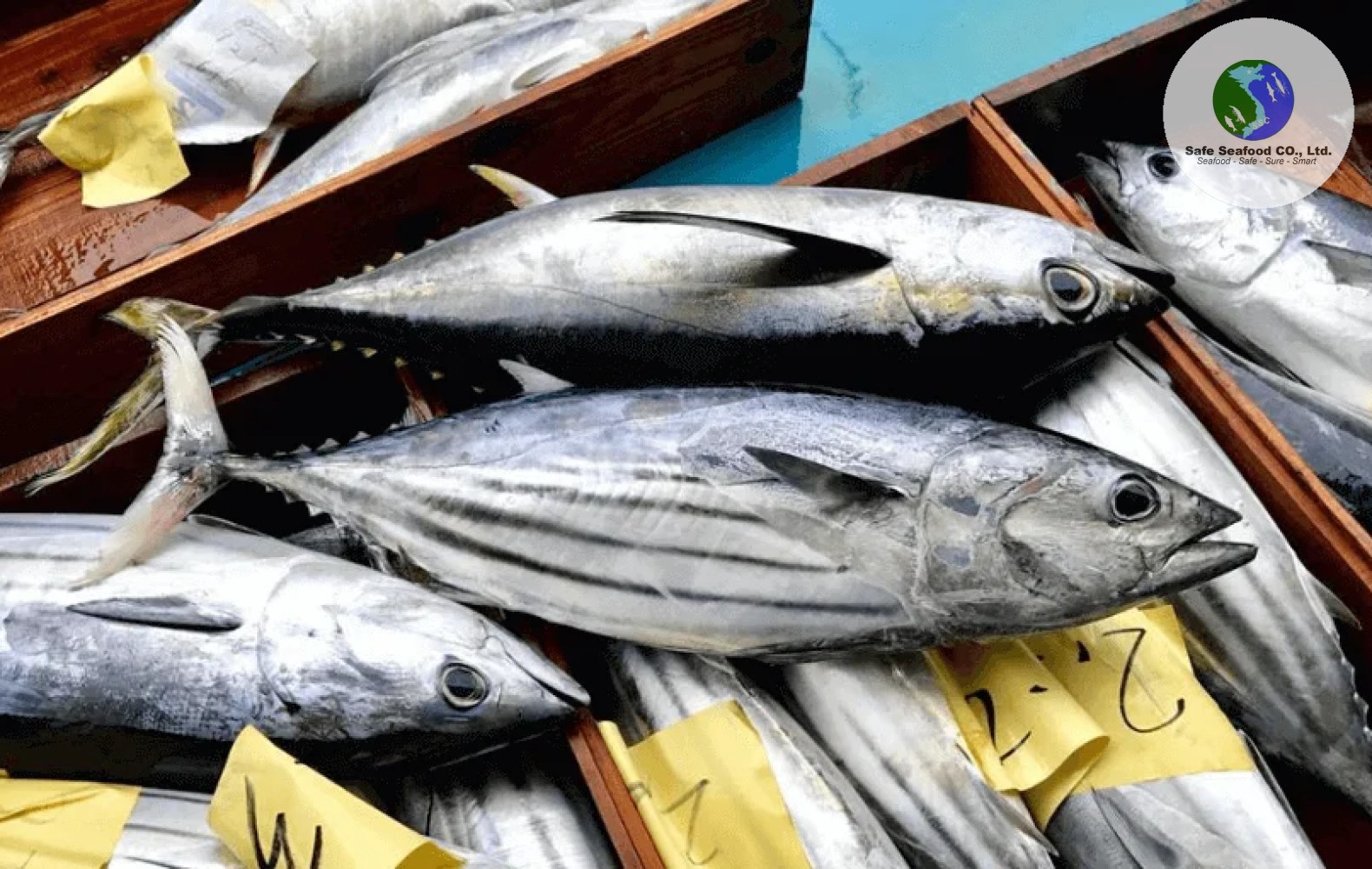 SKIPJACK TUNA