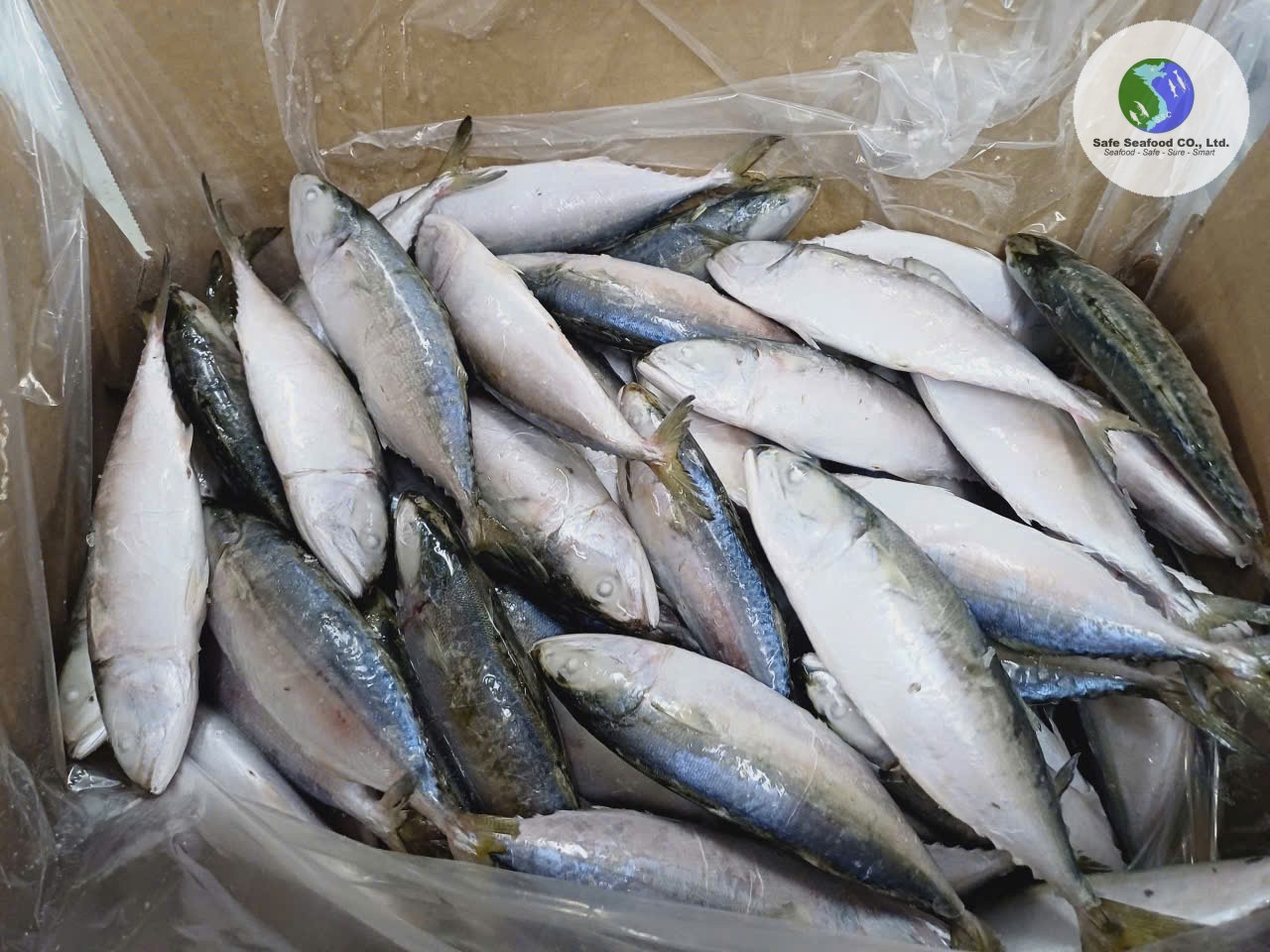 INDIAN MACKEREL - SafeSeafood Vietnam