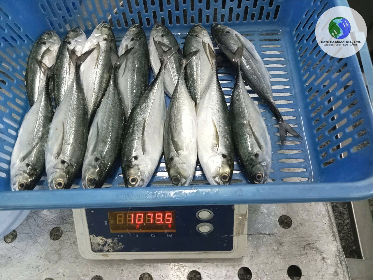 HARDTAIL SCAD/HORSE MACKEREL - SafeSeafood Vietnam