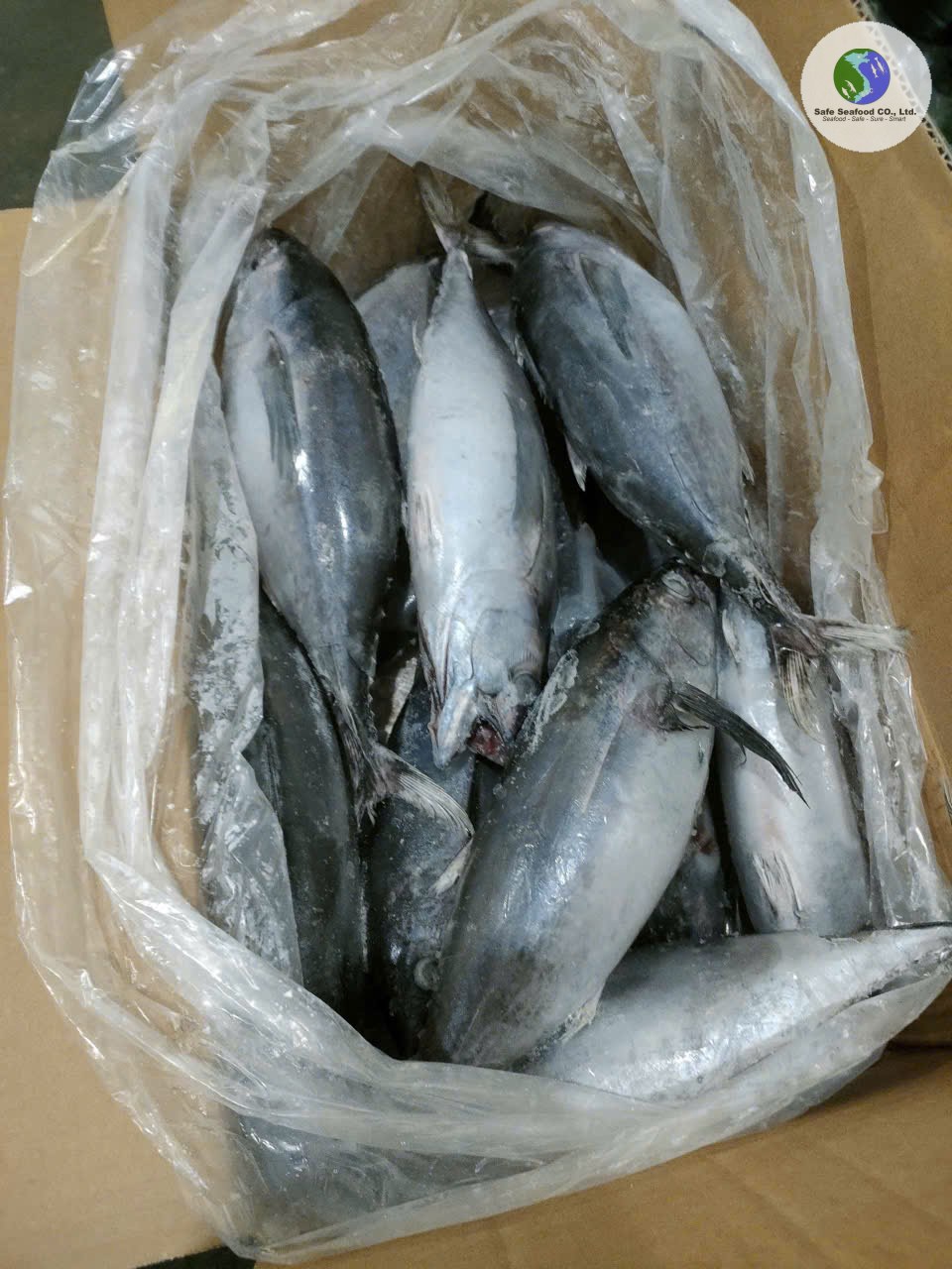 LONG TAIL TUNA - SafeSeafood Vietnam