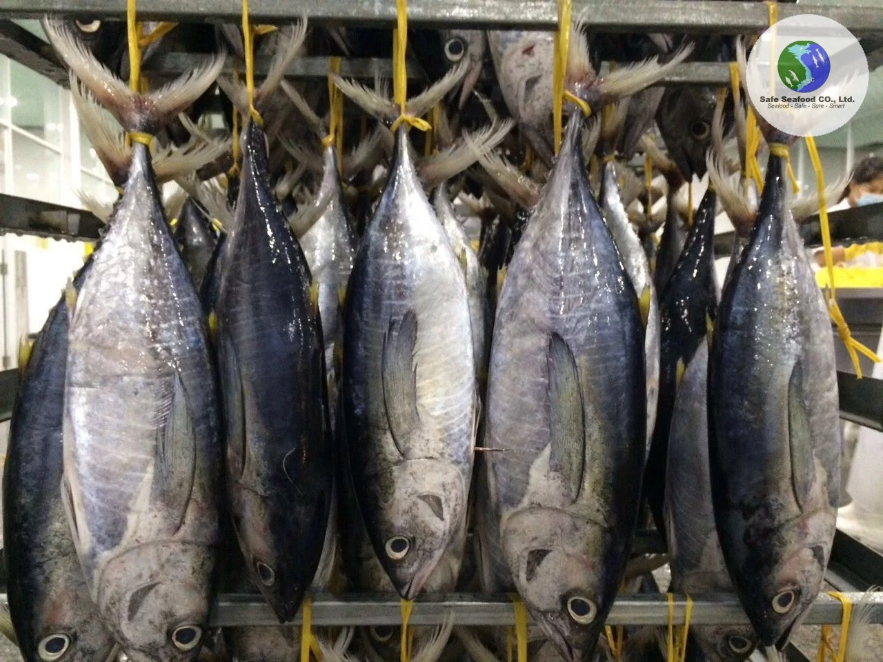 YELLOWFIN TUNA - SafeSeafood Vietnam
