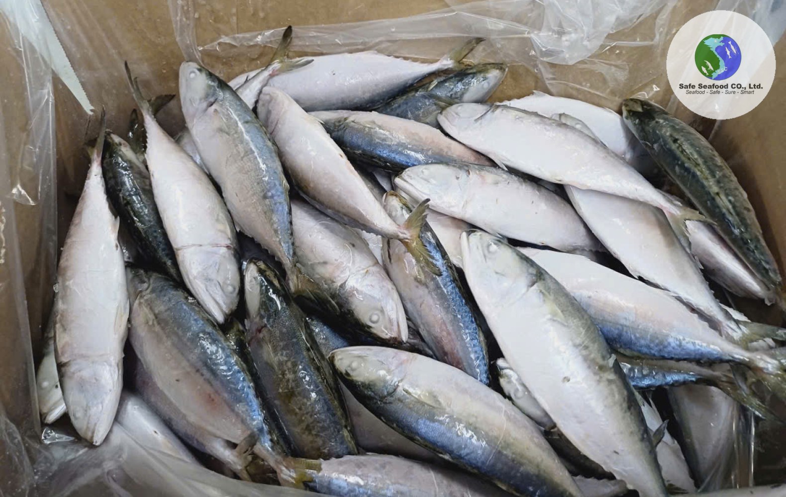 INDIAN MACKEREL