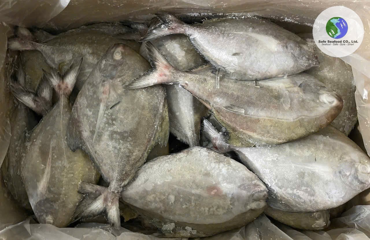 BLACK POMFRET - SafeSeafood Vietnam