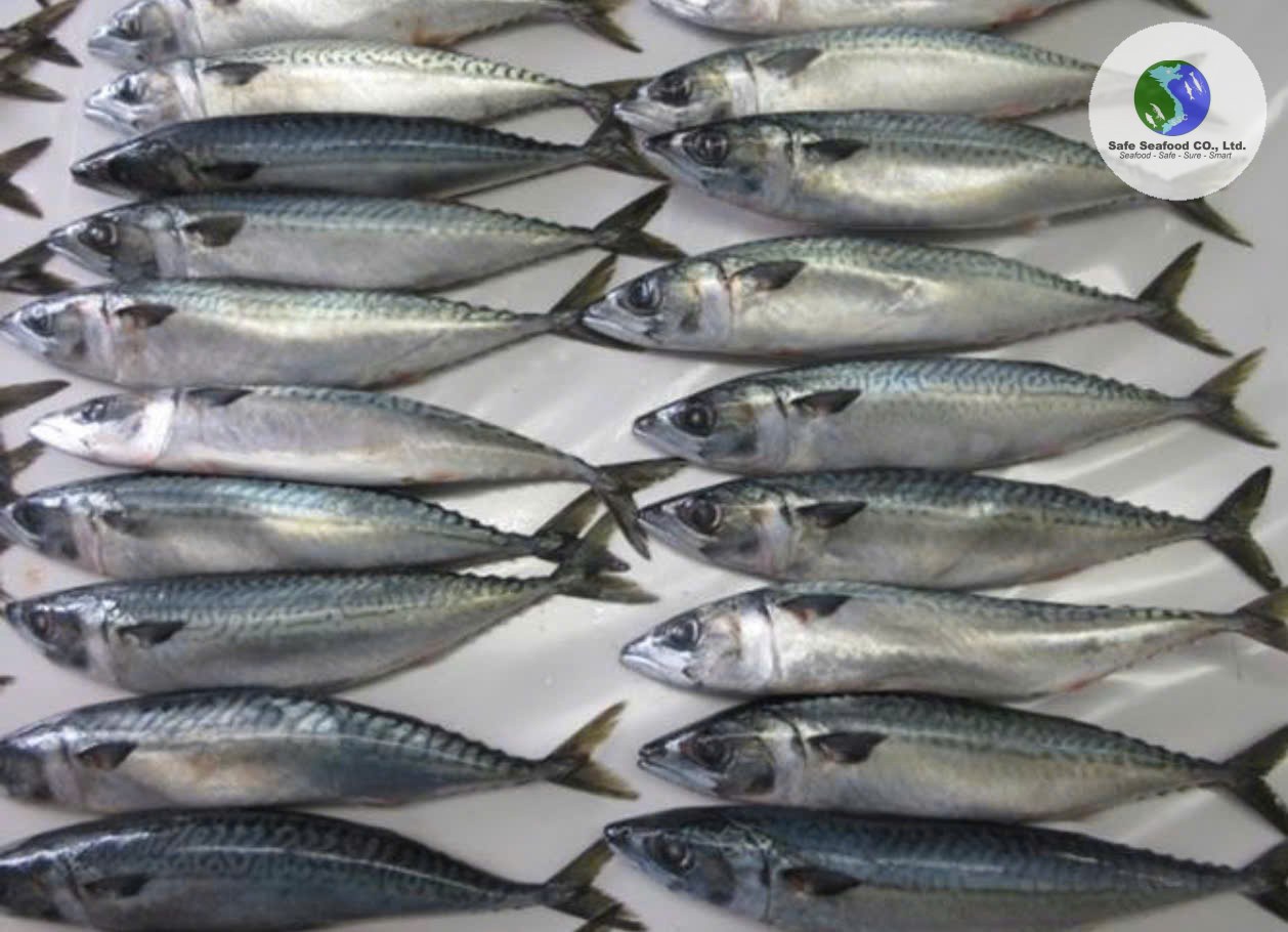 PACIFIC MACKEREL - SafeSeafood Vietnam