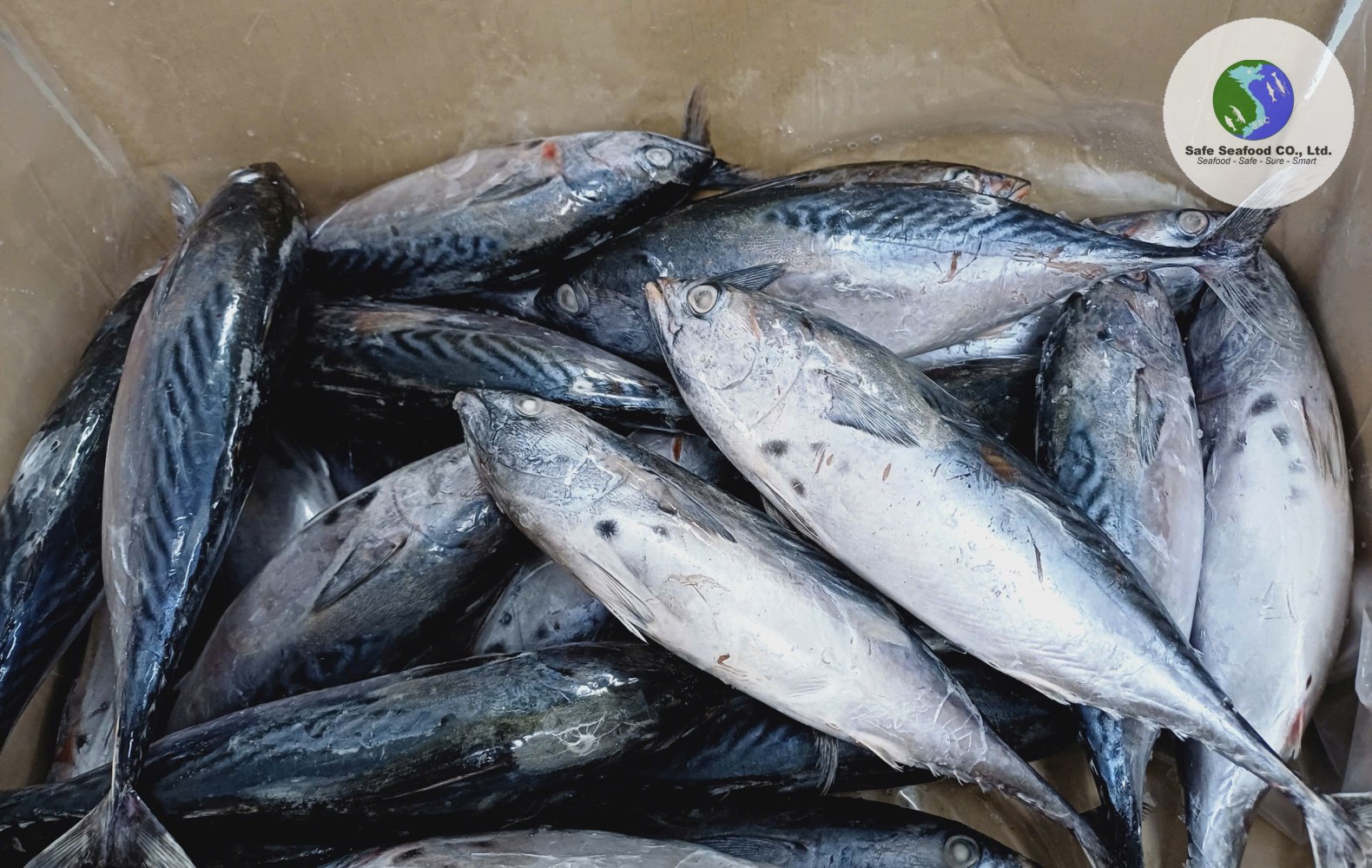FRIGATE TUNA